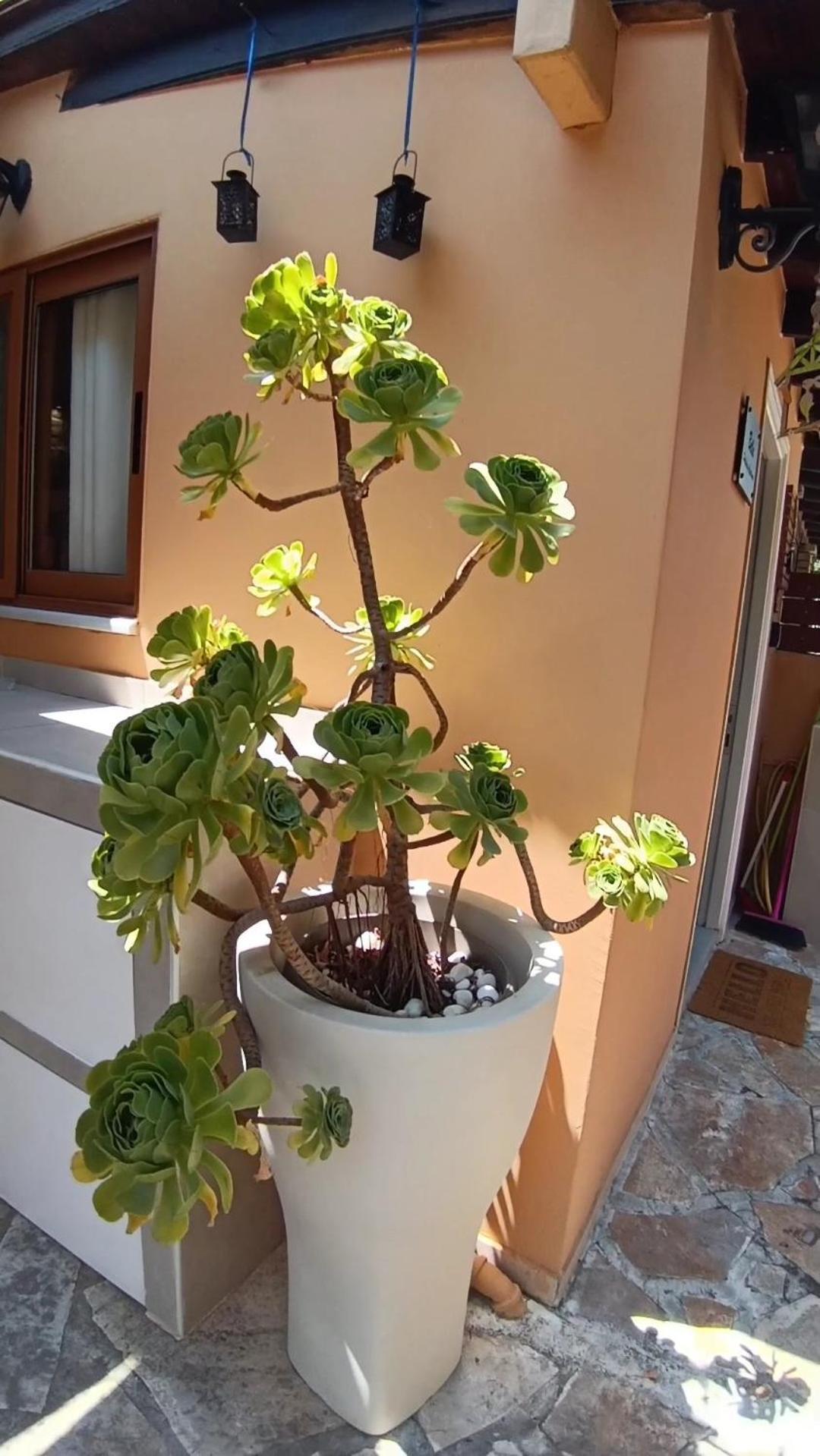 βeιιa Apartment